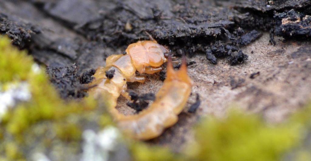 Larva di Pyrochroa sp.